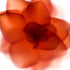 Orange Rose II Flower Art Print